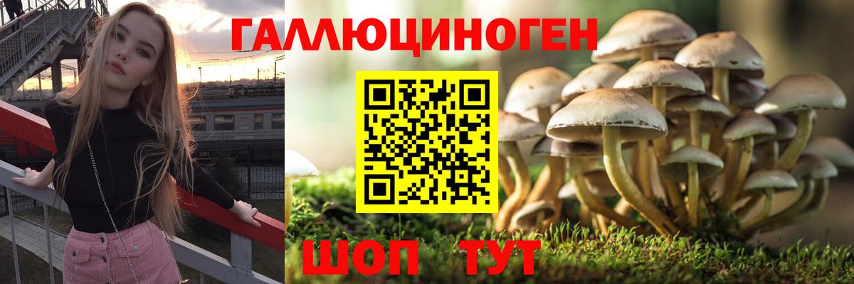 Псилоцибиновые грибы Psilocybe Рубцовск
